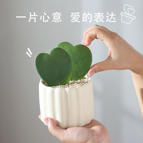 一片心盆栽多肉植物室内绿植礼物