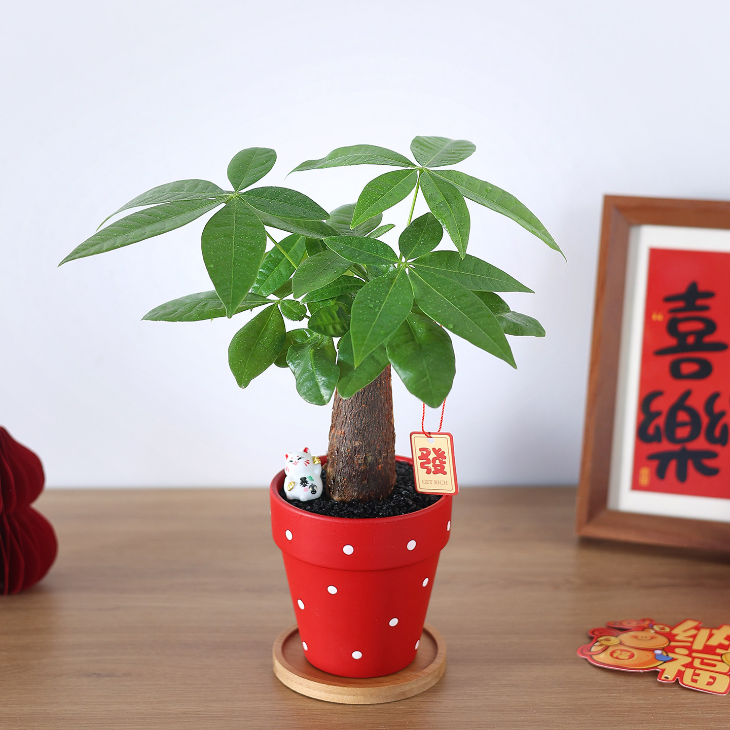 发财树小盆栽植物室内招财绿植办公室桌面好养活盆景旺宅创意摆件