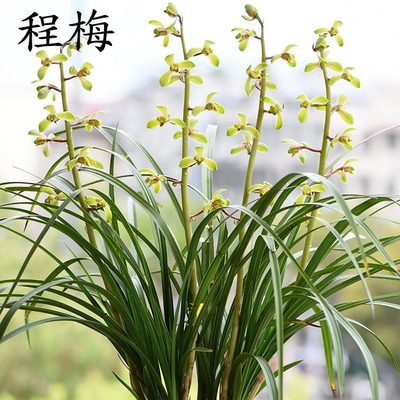 草大版荷瓣老素八种种植奇苞苗梅浓国带出艺兰花对红自然壮蕙兰程