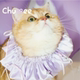 Chumee猫咪围脖超仙围兜伊丽莎白圈套脖金渐层英短布偶猫