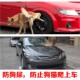 驱狗喷雾剂狗不尿汽车轮毂防车轮胎狗尿轮胎保护剂防狗咬猫抓神器
