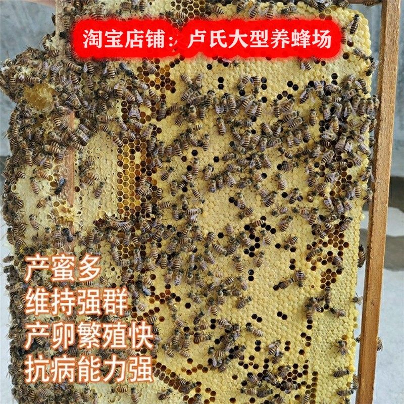 蜜蜂活群中蜂蜂群带王群蜂带王双色蜂群笼蜂土蜂群箱蜂群蜂王包邮