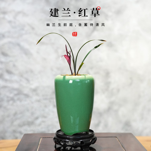 高档名贵品红草红花荷建兰迷你网红兰花苗室内客厅精品绿植盆栽