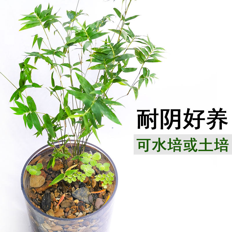 米竹水培土培绿植物办公室内桌面庭院盆景栽带根小叶鱼缸造景禅意