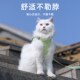 猫咪牵引绳遛猫绳子防挣脱宠物外出背心式 小型犬小狗狗胸背带用品