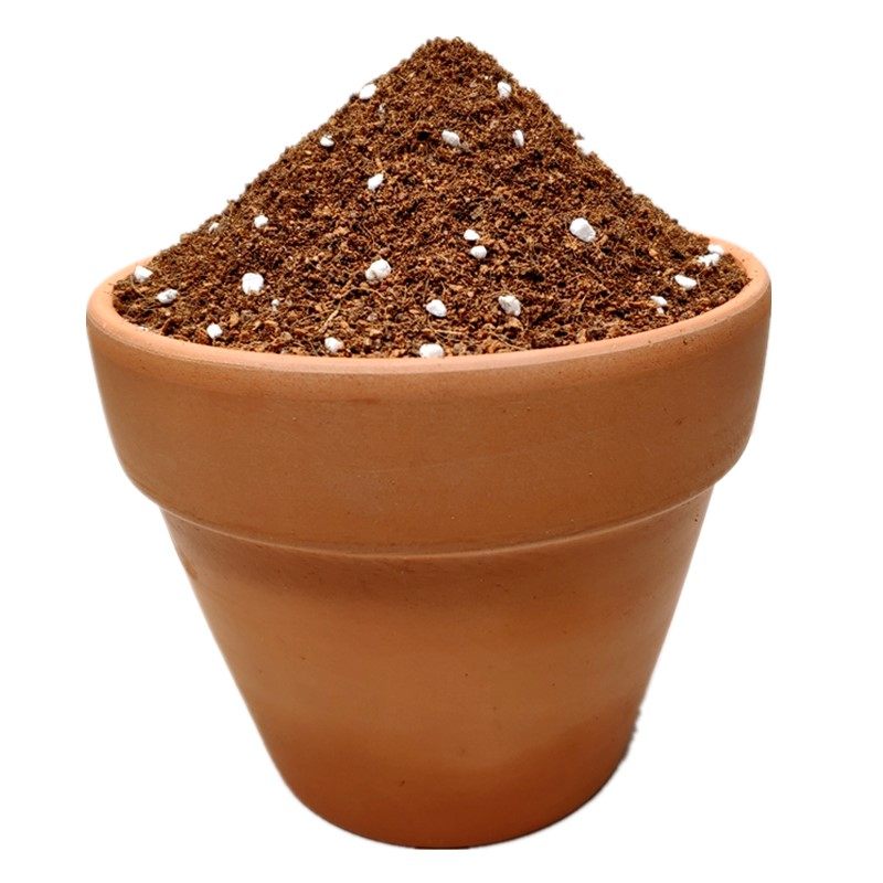 金枝玉叶专用土盆栽花卉种植土家庭园艺土壤通用型营养土偏酸性土,鲜花速递/花卉仿真/绿植园艺,介质/营养土,淘宝优惠券,粉丝福利购,淘宝优惠卷