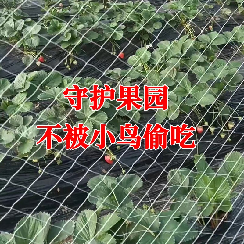 天窗防鸟网葡萄天沟鸟网大棚四周围边围网穿引线安装简单尼龙网
