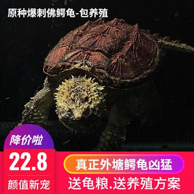 鳄龟鱼原种纯佛爆刺杂佛北美大鳄苗子乌龟宠物深水龟肉龟活物食用