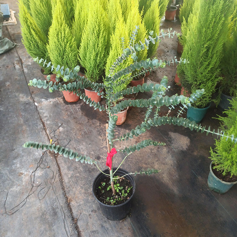 尤加利蓝宝贝盆栽北欧蓝桉树银水滴切花观叶植物卧室芳香绿植园艺