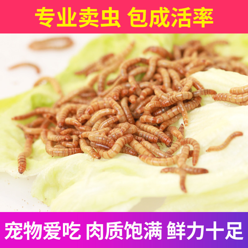 大麦虫黄粉虫鲜活虫面包虫活虫龙鱼龟粮鱼鸟饲料仓鼠饲料宠物活食,宠物/宠物食品及用品,观赏鱼饲料,淘宝优惠券,粉丝福利购,淘宝优惠卷