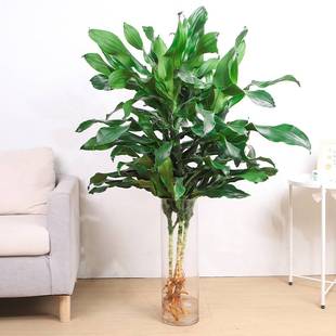 大型水培螺纹铁北欧风高杆摇钱树发财树客厅净化空气四季常青植物