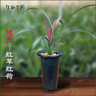 建兰红草红荷 名贵迷你矮种兰花 四季兰好养红花网红小盆栽室内客