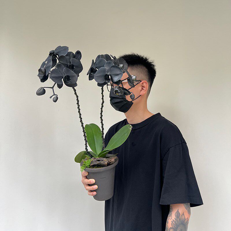 蝴蝶兰花苗带花剑带花苞盆栽兰花大苗H客厅染色阳台花卉四季好养