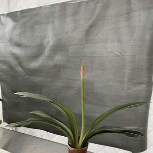 原白  原生白肋朱顶红   开花球 绿艺园艺