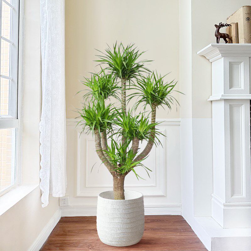 多头龙血树客e厅绿植室内大型盆栽植物客厅旺宅落地网红老桩龙须