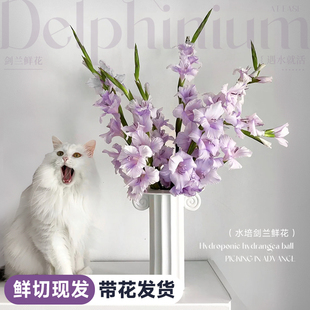 剑兰鲜花云南基地直发家庭客厅婚礼混搭鲜切水养水培插花束节节高