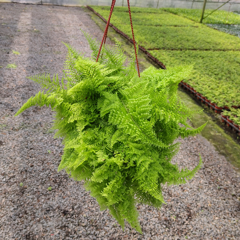 蕾丝蕨盆栽棉花糖肾蕨玛丽莎蕨类羽叶趣味装饰垂吊网红植物好养殖