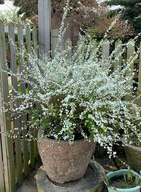 室内外耐寒好养的花卉盆栽喷雪花耐热庭院阳台种植雪柳垂吊绿植物