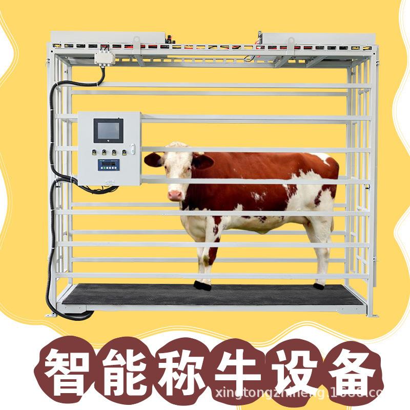肉牛自动称重设备自动记录数据上传云端分群管理肉牛种牛养殖