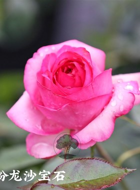 【深粉龙沙宝石】6L 盆栽 绿园美植老园丁中苗藤本月季