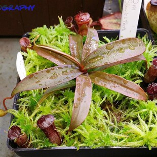 红灯猪笼草苗盆栽食虫植物 不怕冷的猪笼草 耐冻 好养!