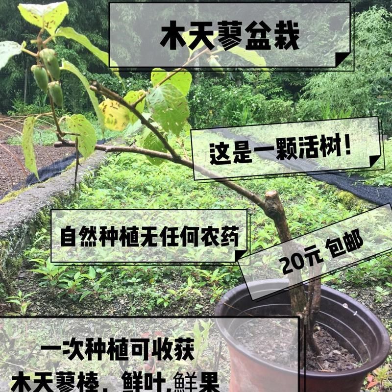 鲜木天蓼盆栽木天蓼棒木天蓼树苗猫磨牙棒木天蓼苗活木天蓼种植图片