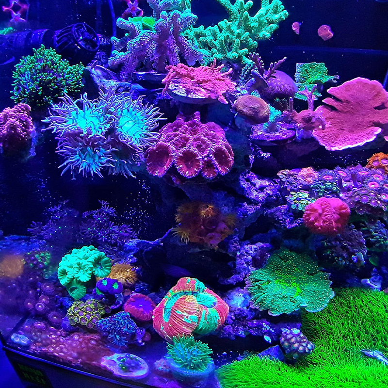 蓝甸小型迷你桌面海水全套超白玻璃珊瑚背滤鱼缸40456035海缸