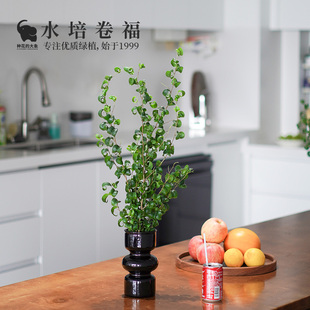 种花的大象水培植物卷福卷叶榕趣味绿植室内办公桌盆栽净化空气