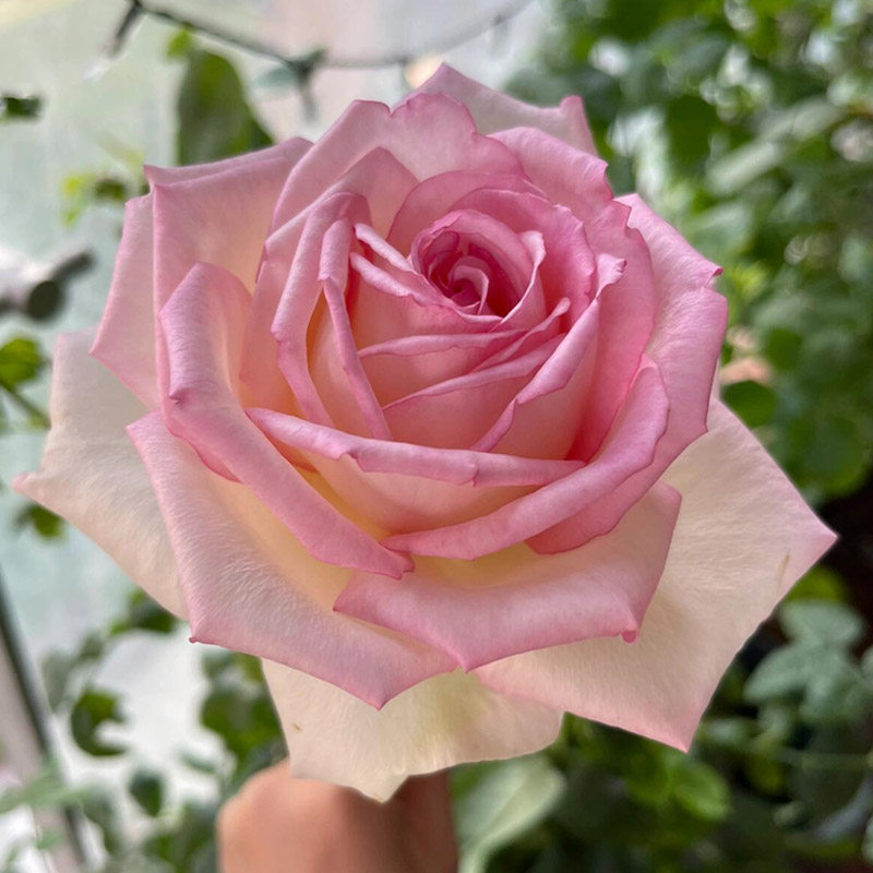 伟大世纪月季花大苗盆栽阳台庭院地栽勤花耐晒超大花型浓香粉色