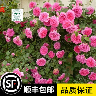 庭院绿植阳台盆栽欧月爬墙植物爬藤蔷薇月季花苗大游行攀援花卉