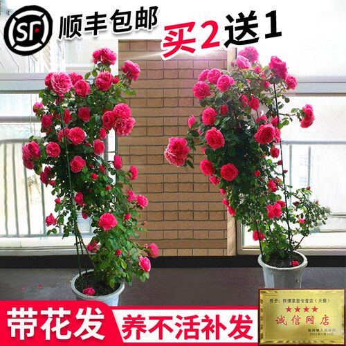 藤本月季花苗特大花浓香庭院植物室内花卉盆栽玫瑰爬藤蔷薇四季开