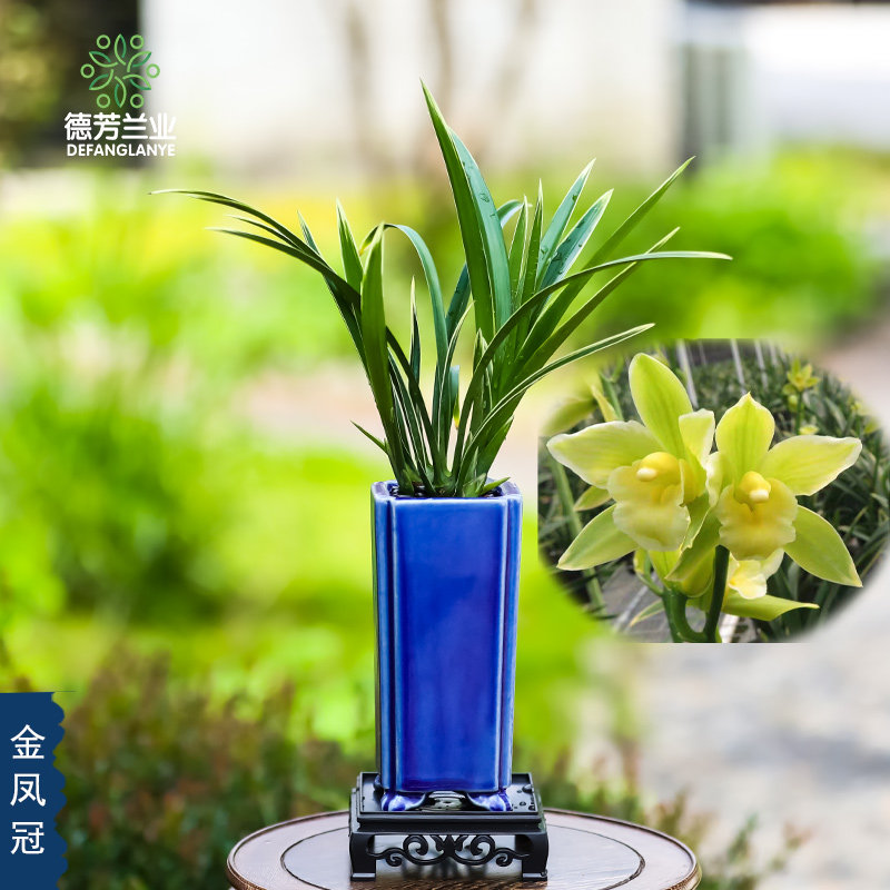 德芳兰业兰花苗金凤冠带陶瓷盆种好浓香型好养易开花绿植美观盆栽
