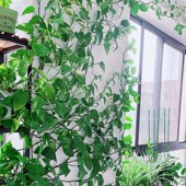 绿萝爬墙固定器绿植花爬藤卡子植物挂钩卡扣夹子粘勾透明缠绕线扣