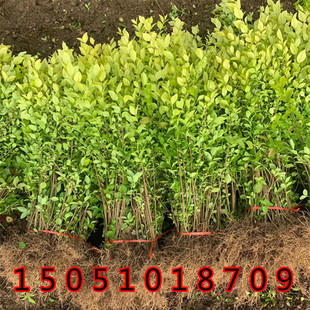 金叶女贞树苗小叶女贞水蜡苗冬青卫矛不落叶四季常青篱笆墙工程苗