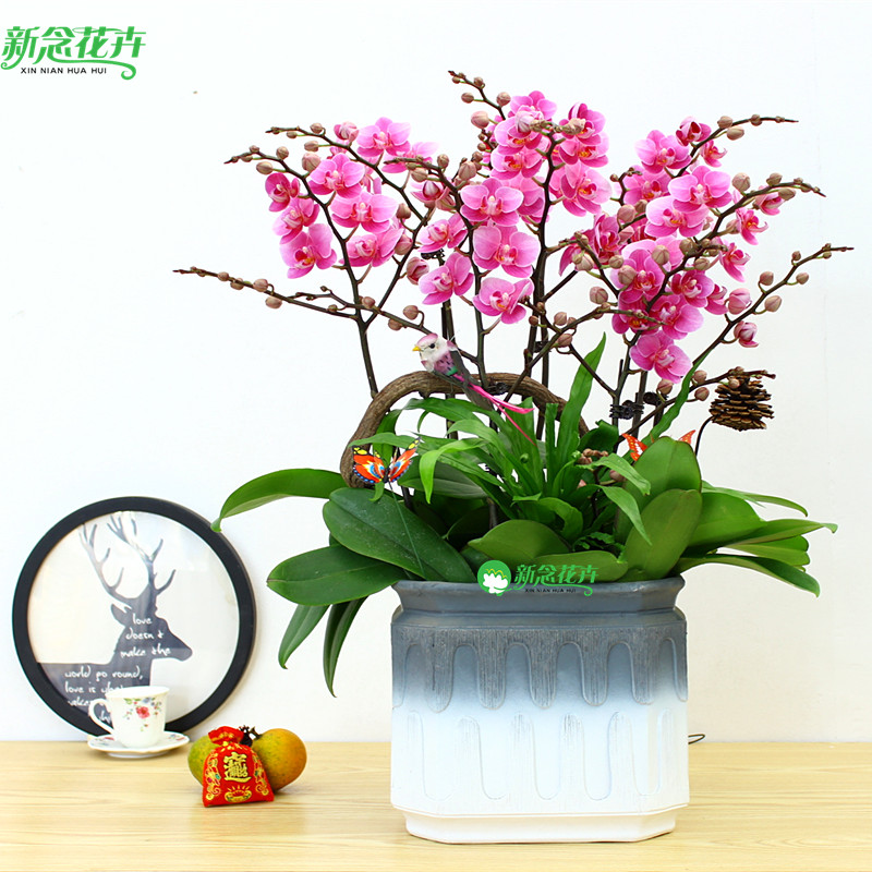 新念 蝴蝶兰盆栽花室内办公桌客厅大盆花卉花盆植物送礼高档盆景