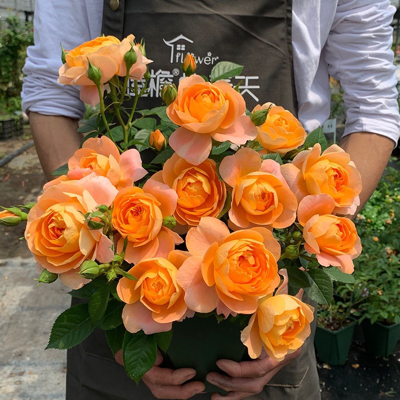 果汁阳台月季花苗开花特大花浓香橘黄玫瑰花室内阳台四季盆栽花卉