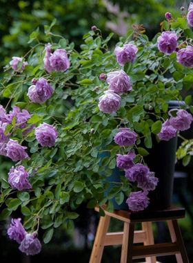 包对版欧月蓝色阴雨爬藤欧月丰花勤花月季小苗扦插苗盆栽花卉植物