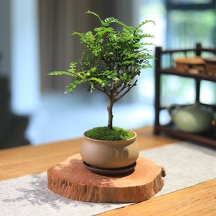 清香木胡椒木驱蚊植物办公室绿植禅意茶室茶台盆景耐阴好养小盆栽