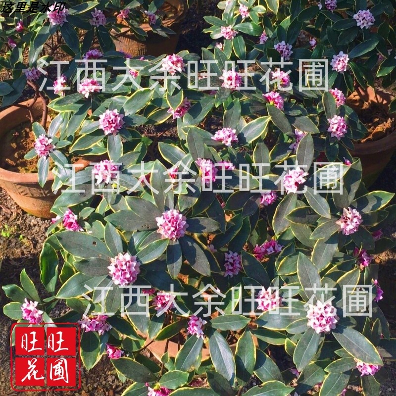 金边瑞香浓香型耐寒盆景绿植盆栽室内懒人花卉老桩客厅