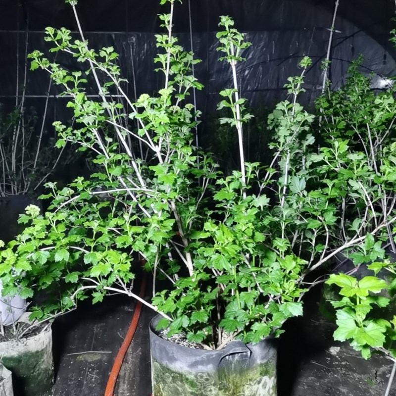 欧洲玫瑰十加仑特大苗  耐寒耐晒庭院大花木绣球 好养活