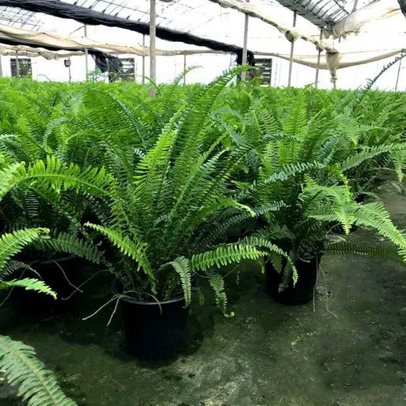 肾蕨盆栽 蕨类植物 排骨草中大型室内四季常绿盆栽 净化空气 包邮