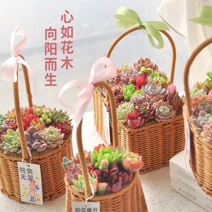 藤编花篮精品大株多肉植物室内小盆栽组合肉肉植物花卉母亲节礼物