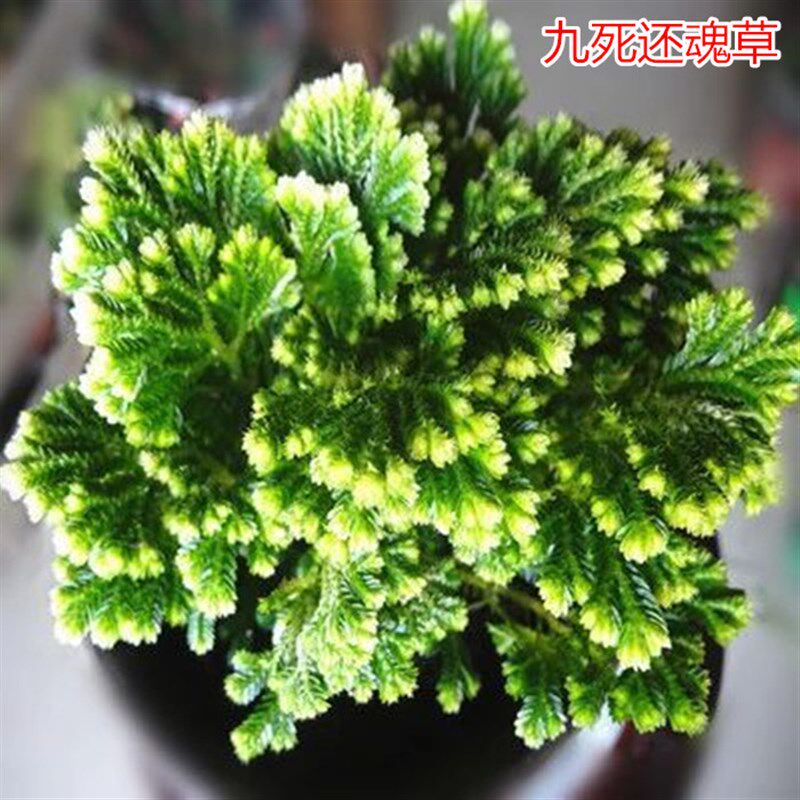 卷柏绿色盆栽植物卷白卷柏九死还魂草蕨类花卉复活草观叶常青绿植