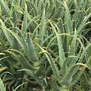 木立芦荟盆栽 龙爪菊芦荟盆栽龙爪芦荟食用药用木剑芦荟花苗包邮