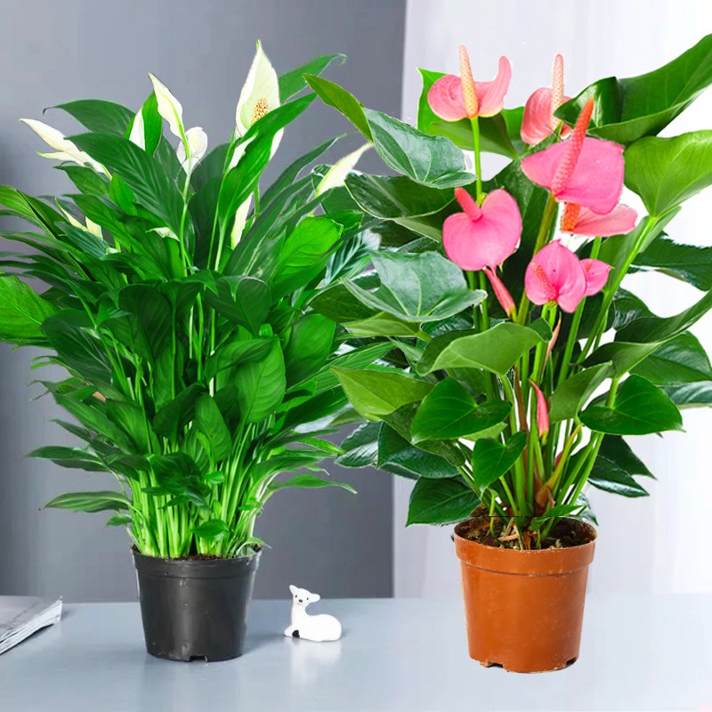 带花粉掌盆栽室内花卉好养植物水培一帆风顺红掌土培四季开花白掌