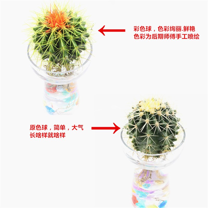 仙人球盆栽水培花卉水养植物多肉植物绿色卧室内金琥仙人掌易活