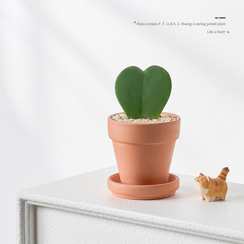 一片心绿植心叶球兰盆栽办公室桌面耐阴好养趣味多肉植物创意送礼,鲜花速递/花卉仿真/绿植园艺,多肉植物,淘宝优惠券,粉丝福利购,淘宝优惠卷