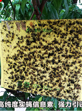 瑞丰双面信息素粘虫板黄色诱虫板果园菜地瓜果实蝇贴粘果苍蝇稳诱