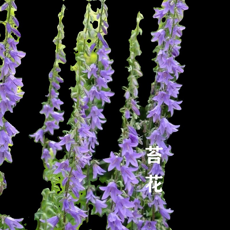 轮状风铃草盆栽多年生耐寒宿根花卉花园高挑线性植物多次开花不断