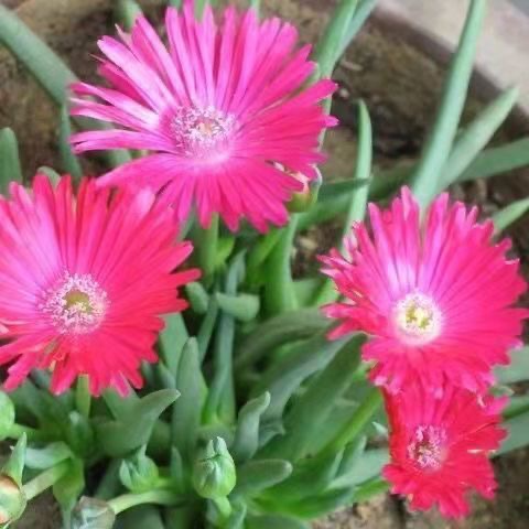 奔龙 多肉植物组合 照波番杏科办公室内桌面花卉盆栽开花多肉花苞